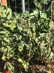 Brassica oleracea gemmifera