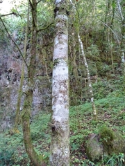 Taxus globosa