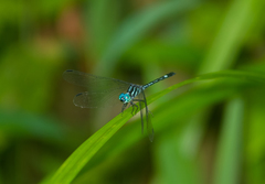 Hylaeothemis apicalis