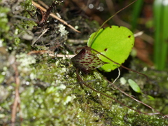 Corybas iridescens