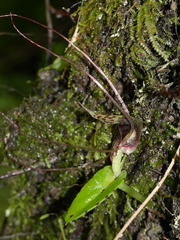 Corybas iridescens