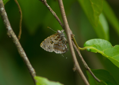 Catapaecilma major