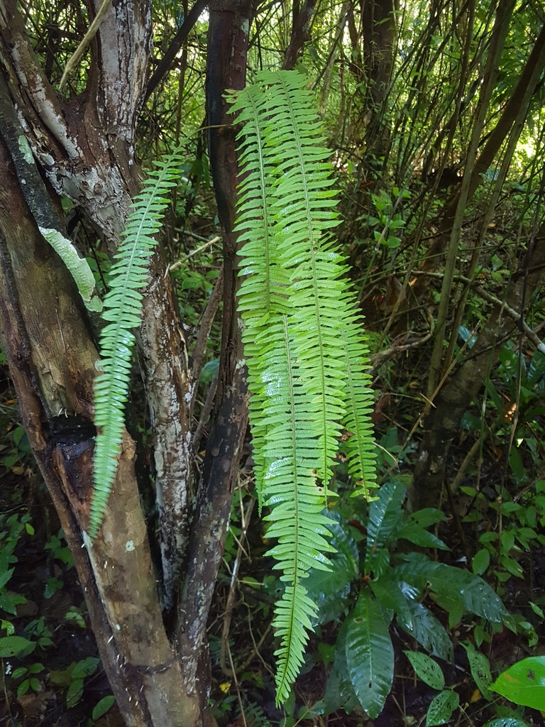 Serpocaulon wagneri