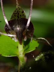 Corybas iridescens