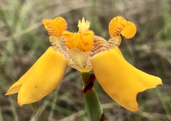 Trimezia juncifolia