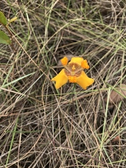 Trimezia juncifolia