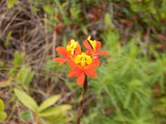Epidendrum fulgens