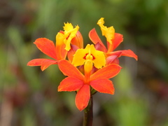 Epidendrum fulgens