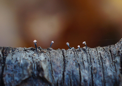 Stilbocrea gracilipes