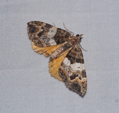 Chrysolarentia phaedra