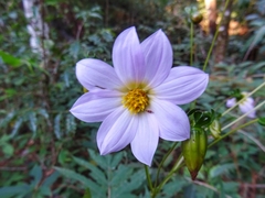 Dahlia tamaulipana