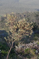 Hermannia hyssopifolia