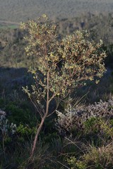 Hermannia hyssopifolia