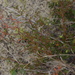 Croton glandulosus floridanus - Photo (c) Tom Palmer, algunos derechos reservados (CC BY-NC), subido por Tom Palmer