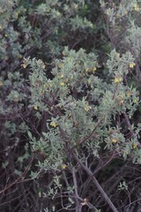 Hermannia hyssopifolia