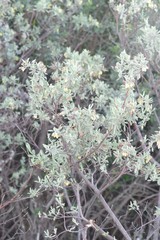 Hermannia hyssopifolia