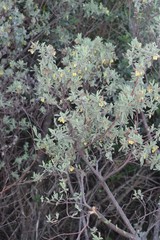 Hermannia hyssopifolia