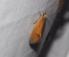 Delexocha ochrocausta