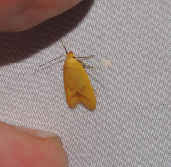 Aeolothapsa malacella