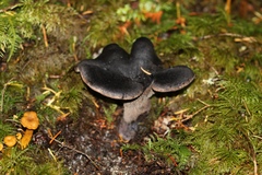 Hydnellum fuscoindicum