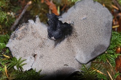 Hydnellum fuscoindicum