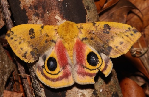 Photo of Io Moth (Automeris io)