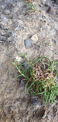 Spergularia tasmanica