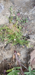 Spergularia tasmanica