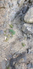 Spergularia tasmanica