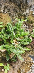 Asplenium decurrens