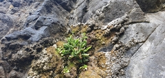 Asplenium decurrens