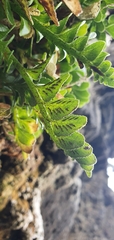 Asplenium decurrens