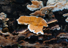 Steccherinum bourdotii