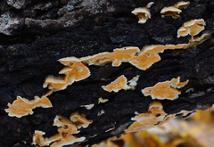 Steccherinum bourdotii