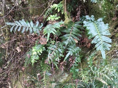 Polypodium scouleri image