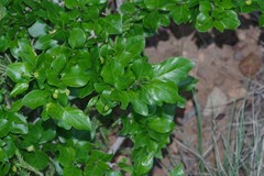 Afrocanthium mundianum