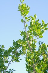 Afrocanthium mundianum