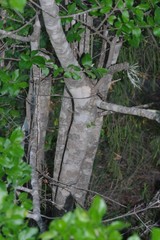 Afrocanthium mundianum