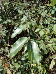 Jasminum lanceolarium