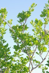 Afrocanthium mundianum