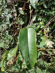 Jasminum lanceolarium