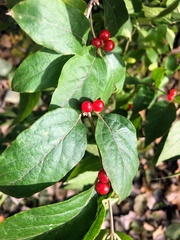 Lonicera maackii