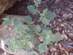 Physalis hederifolia fendleri