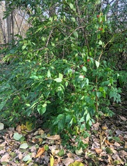Lonicera maackii