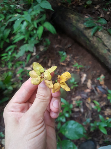 Guatteria dumetorum