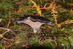 Hydnellum fuscoindicum