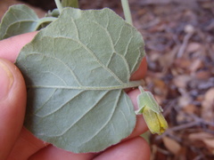 Physalis hederifolia fendleri