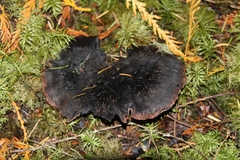 Hydnellum fuscoindicum