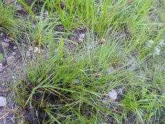 Bulbostylis oritrephes