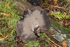 Hydnellum fuscoindicum